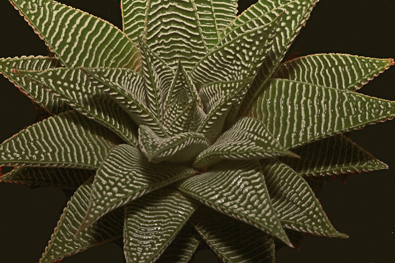 Haworthia limifolia v striata